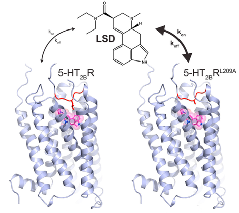 The first mapping of LSD’s structure bound to a human serotonin receptor. (Image: D. Wacker et al., 2017)